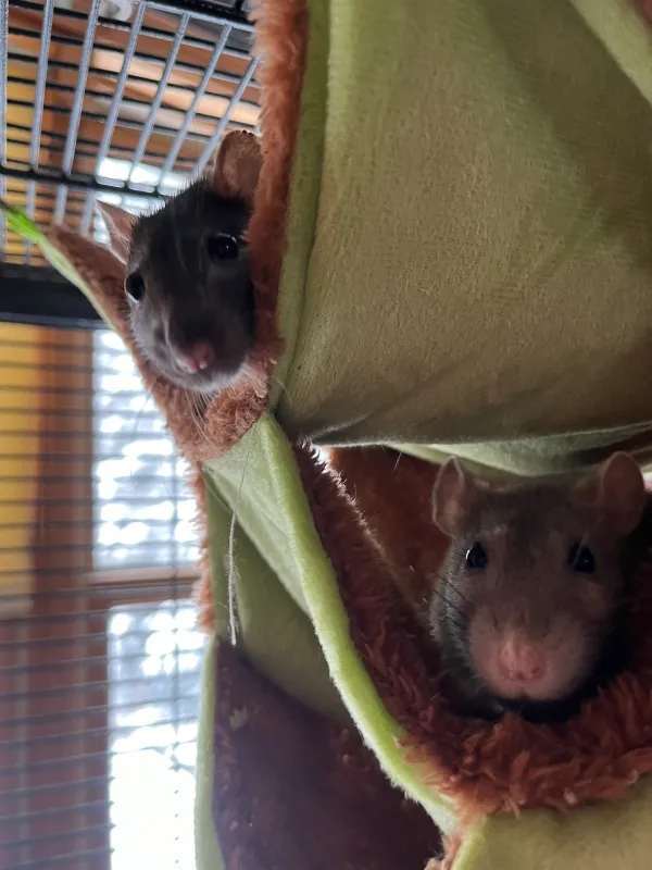 Sweet Pea & Brussel Sprout, an adoptable Rat in Auburn, ME_image-1