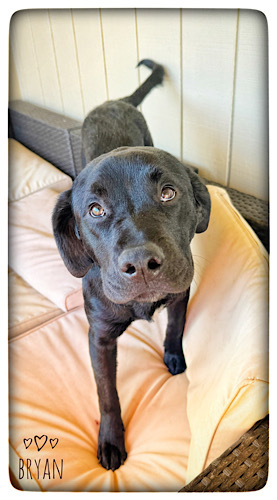 Bryan #5, an adopted Black Labrador Retriever in Killingworth, CT_image-1