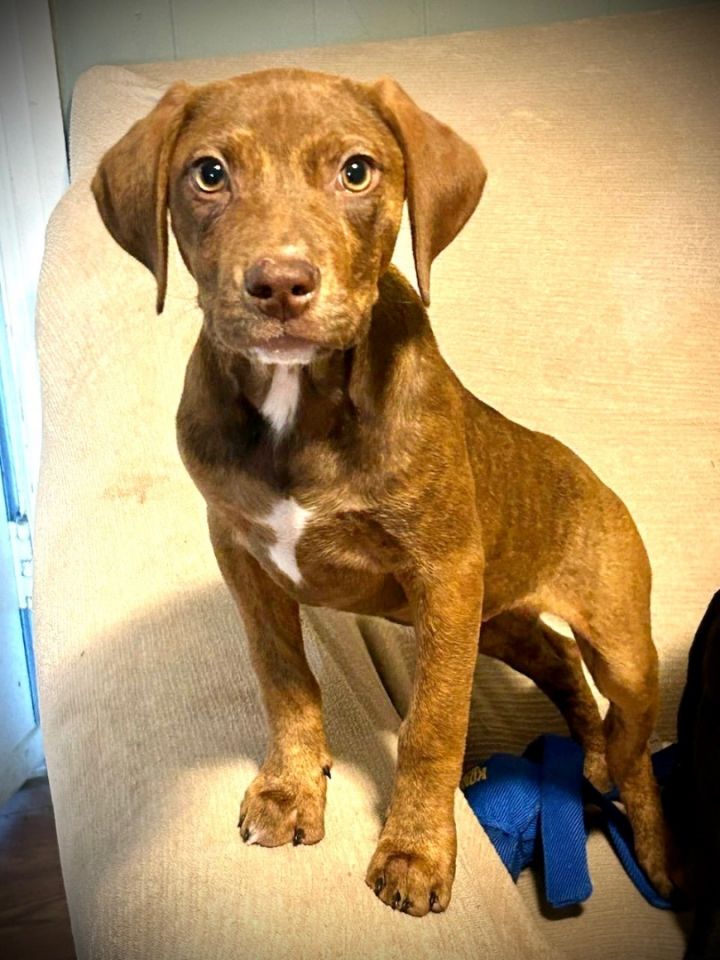 Mattie, an adoptable Chocolate Labrador Retriever & Hound Mix in Brewton, AL_image-1