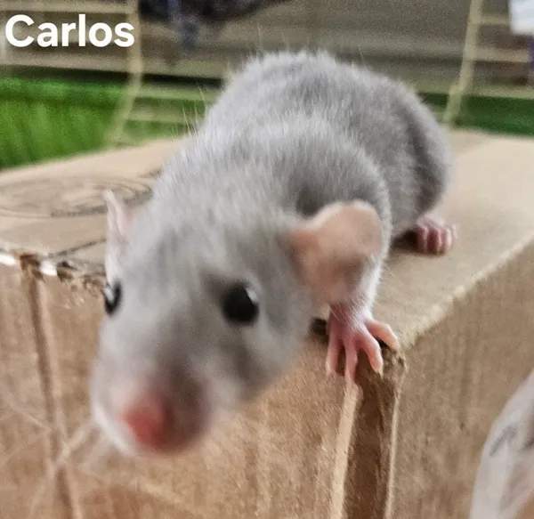 Carlos, an adopted Rat in Merrimack, NH_image-1