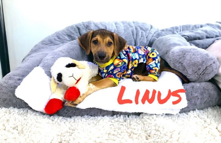 Linus, an adoptable Beagle & Hound Mix in Hatfield, PA_image-2