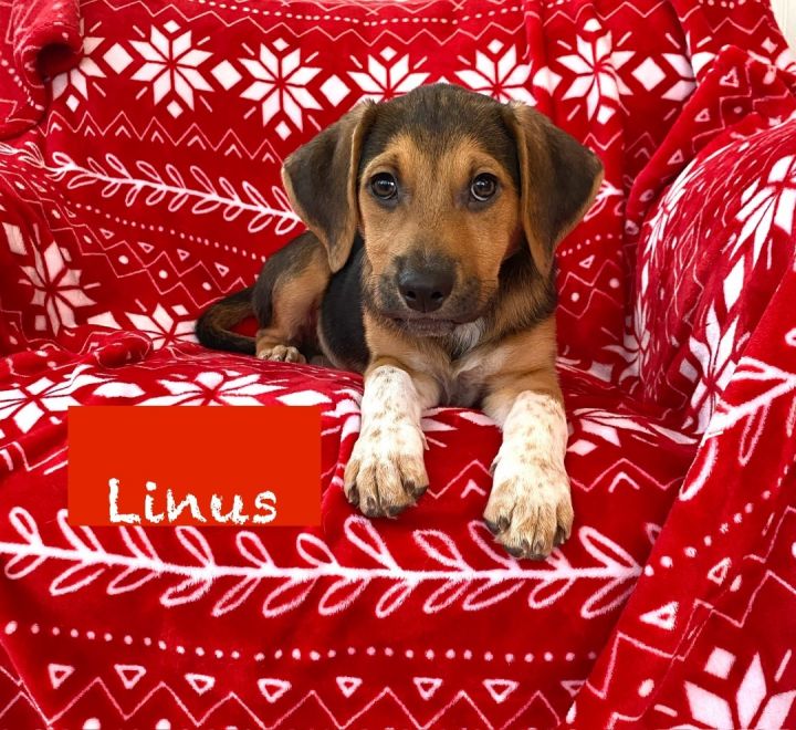 Linus 3