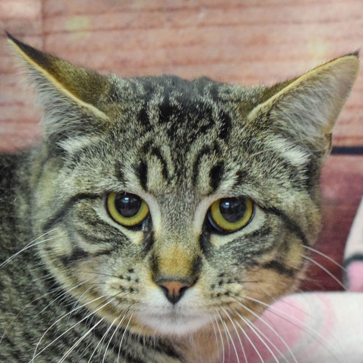 Cosmos, an adoptable Tabby & Domestic Short Hair Mix in Huntley, IL_image-1