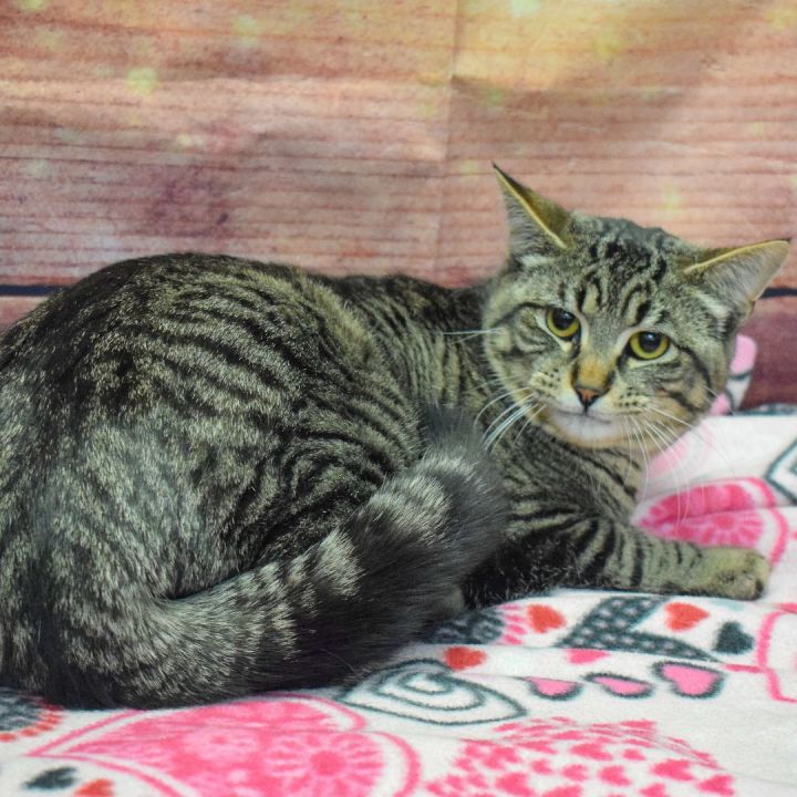 Cosmos, an adoptable Tabby & Domestic Short Hair Mix in Huntley, IL_image-3