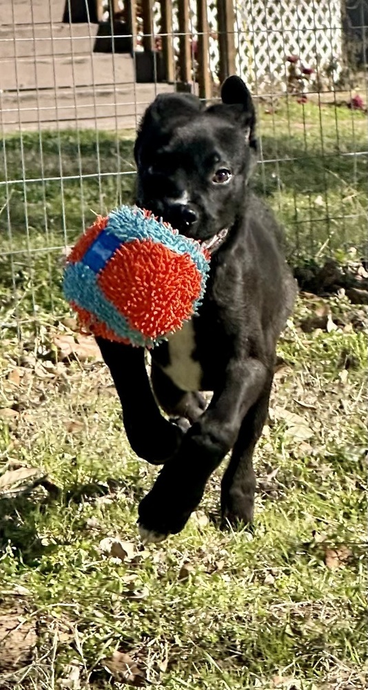Sterling, an adoptable Labrador Retriever Mix in Sealy, TX_image-3