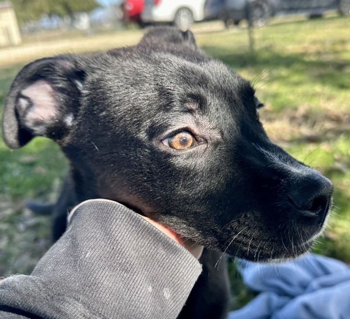 Sterling, an adoptable Labrador Retriever Mix in Sealy, TX_image-5