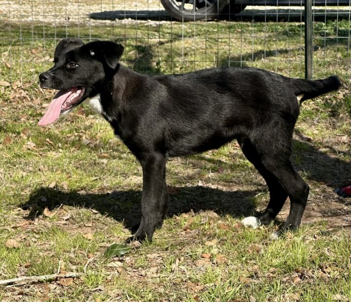 Kelce, an adoptable Labrador Retriever Mix in Sealy, TX_image-6