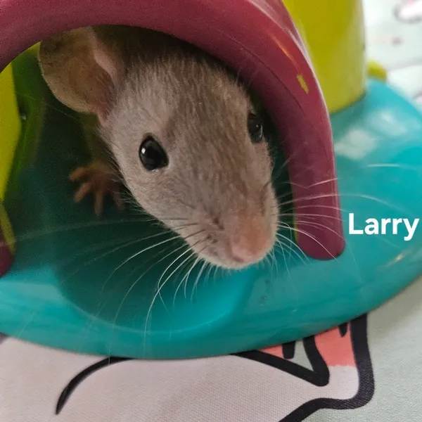 Larry