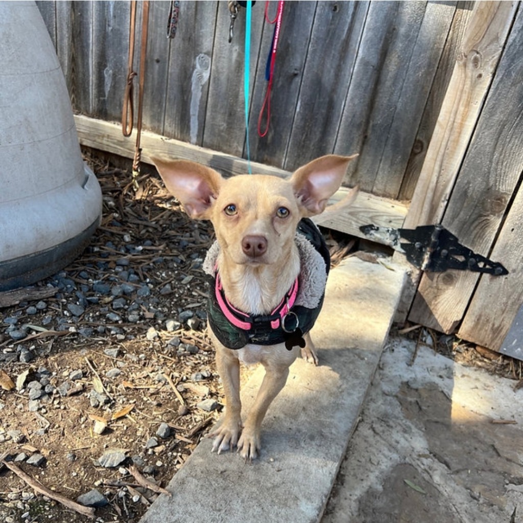 Dog for adoption Munchkin, a Chihuahua Mix in Bothell, WA Petfinder
