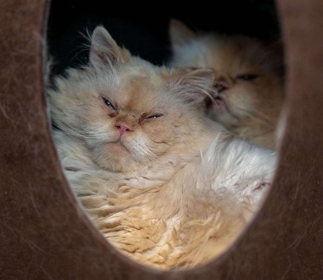 Azul, an adoptable Himalayan in North Haven, CT, 06473 | Photo Image 1