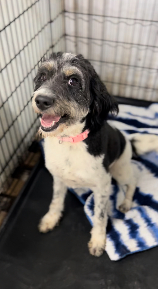 Australian shepherd cockapoo store mix