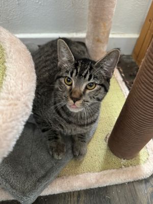 Pumpkin is a playful and curious six month old tabby girl She has the cutest grumpy face and stunni