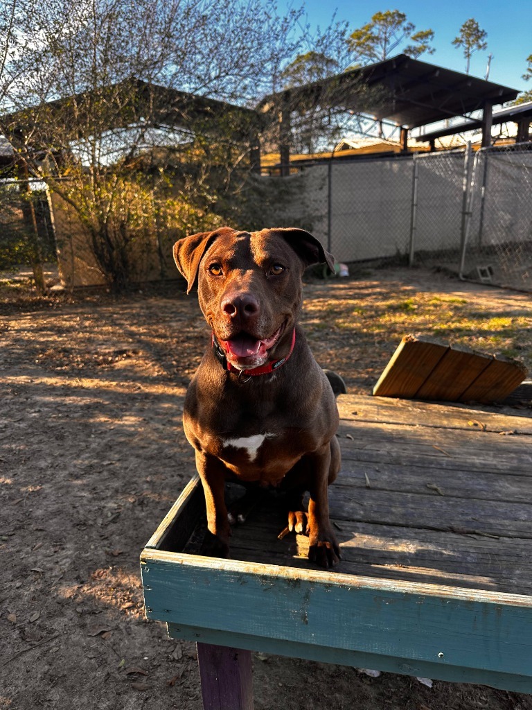 HATTIE, an adoptable Labrador Retriever in Marianna, FL, 32447 | Photo Image 1