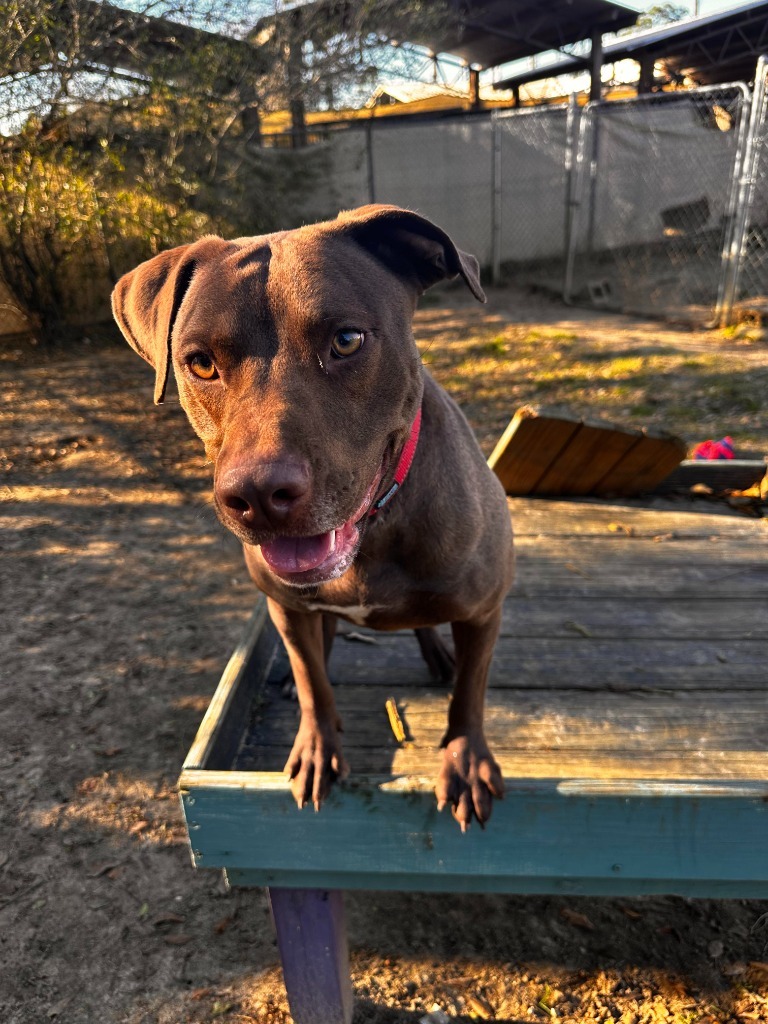HATTIE, an adoptable Labrador Retriever in Marianna, FL, 32447 | Photo Image 3