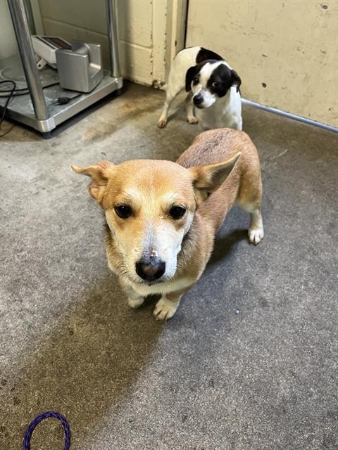 Welsh corgi sales chihuahua mix