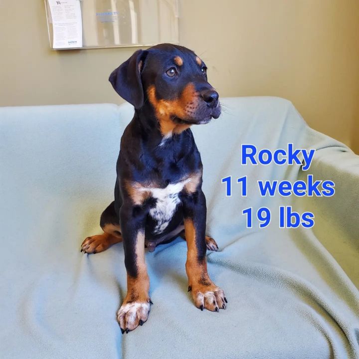 Rocky, an adopted Rottweiler & Black Labrador Retriever Mix in Naperville, IL_image-2