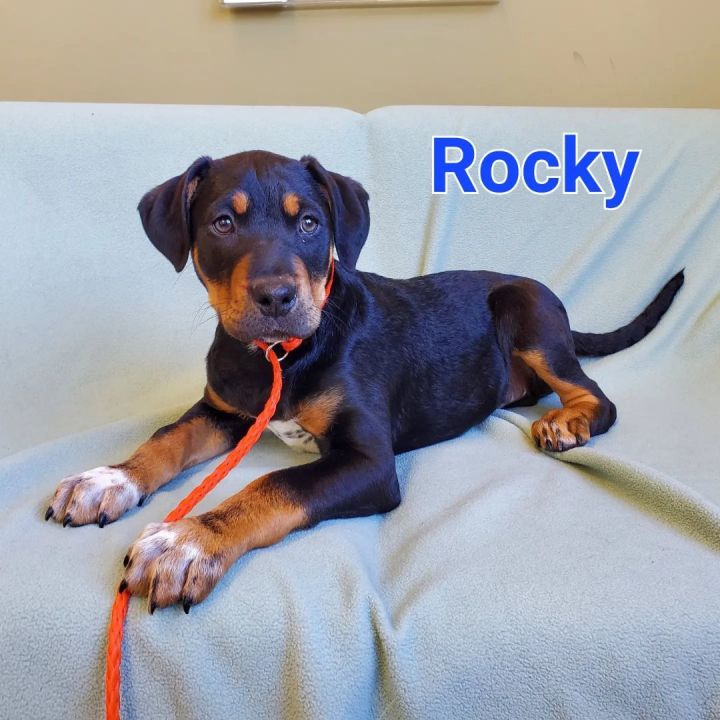 Rocky, an adopted Rottweiler & Black Labrador Retriever Mix in Naperville, IL_image-1