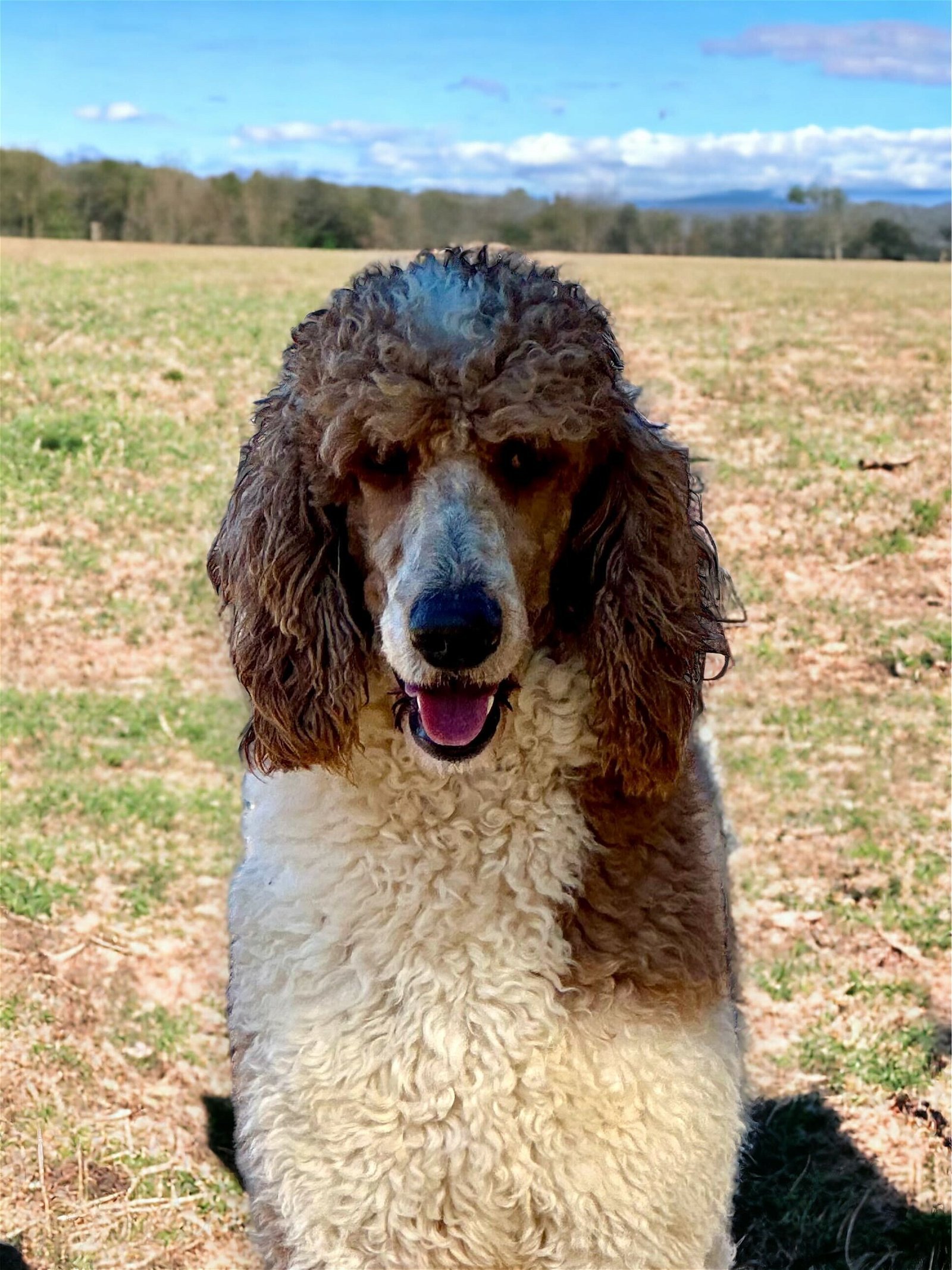 Carolina poodle best sale rescue petfinder