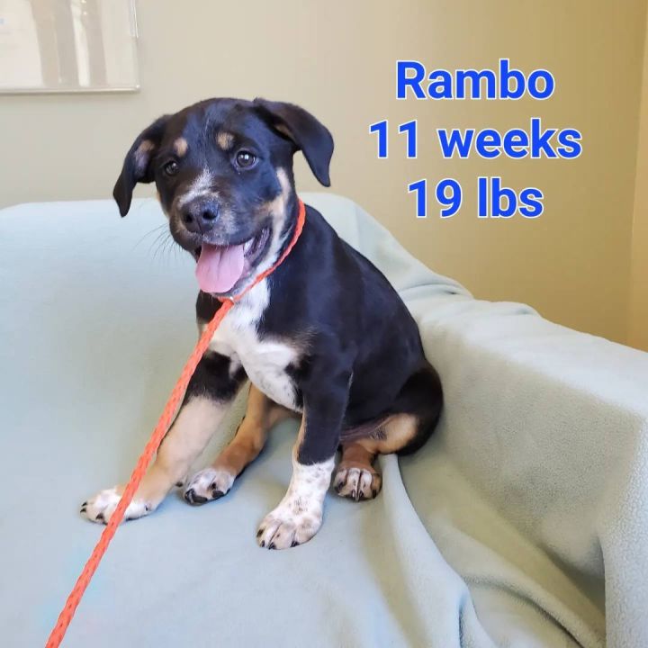 Rambo, an adoptable Rottweiler & Black Labrador Retriever Mix in Naperville, IL_image-1