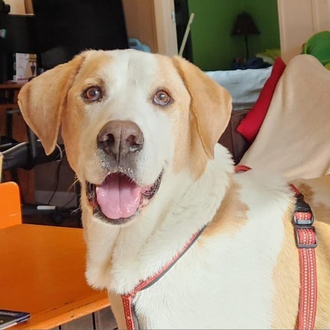 Rocky, an adoptable Foxhound, Mixed Breed in Raleigh, NC, 27604 | Photo Image 1