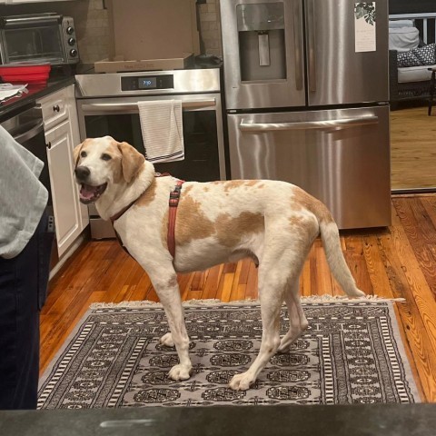 Rocky, an adoptable Foxhound, Mixed Breed in Raleigh, NC, 27604 | Photo Image 2