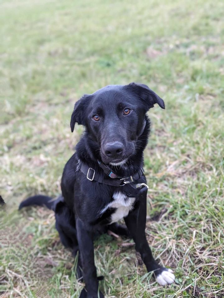 Portobello, an adoptable Labrador Retriever & German Shepherd Dog Mix in Bellingham, WA_image-2