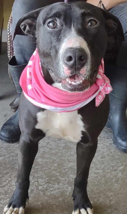 Monica, an adoptable Labrador Retriever, Mixed Breed in La Harpe, KS, 66751 | Photo Image 1