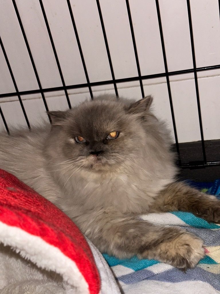 Celeste, an adoptable Himalayan in North Haven, CT, 06473 | Photo Image 1