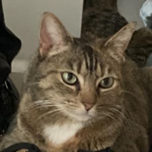 Meet Cupcake a delightful 5-year-old female tabby who is as sweet as her name suggests Cupcake is 