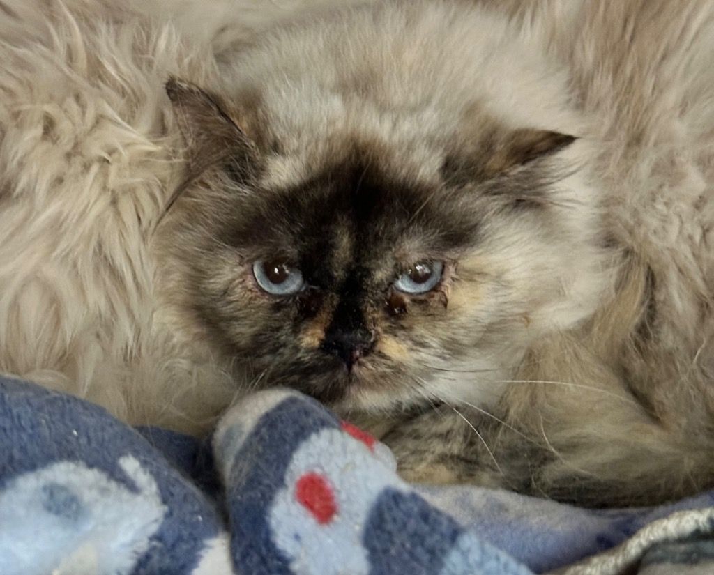 Monchichi, an adoptable Himalayan in North Haven, CT, 06473 | Photo Image 1