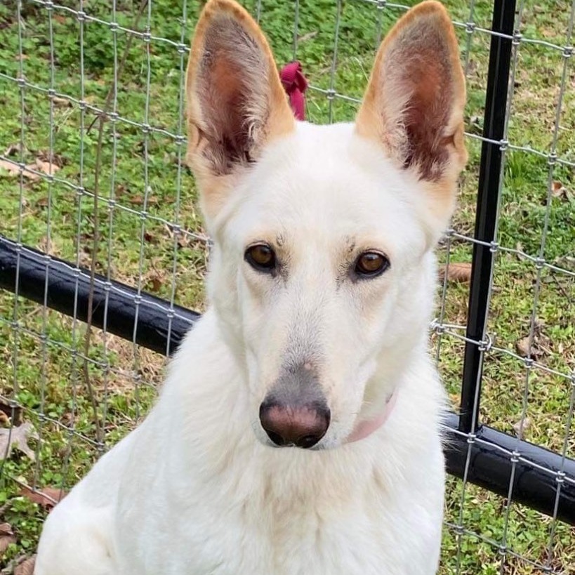 Dog for adoption - Shasta, a German Shepherd Dog in Pawlet, VT | Petfinder