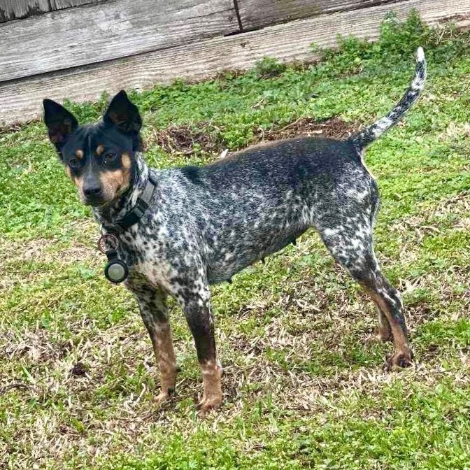 Blue heeler hot sale rat terrier