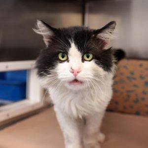 Hello Im Dolorean a distinguished black and white domestic long hair with a p
