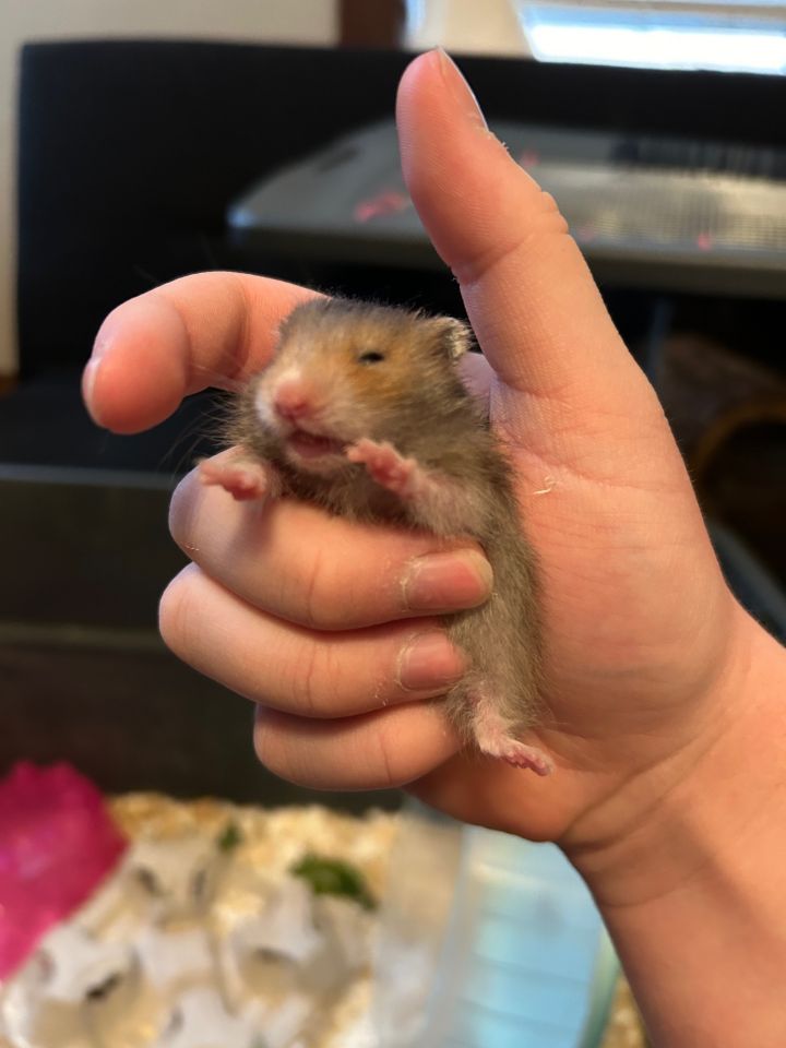 Petfinder hamsters 2024