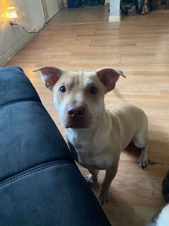 Shar pei sales and chihuahua mix