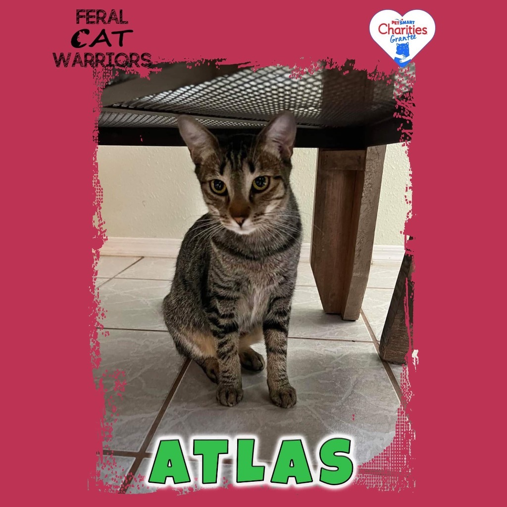 Atlas, an adoptable Domestic Short Hair in Kingman, AZ, 86401 | Photo Image 1