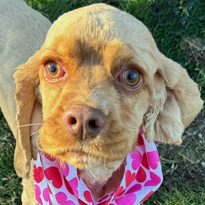 Teddy bear cocker clearance spaniel