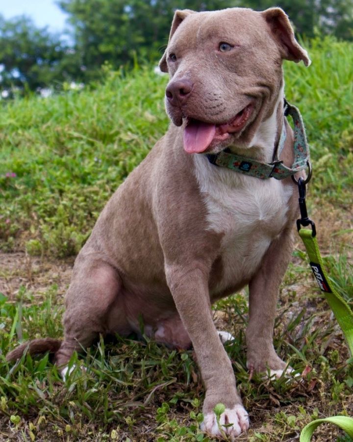 Leo-Good boy! 1