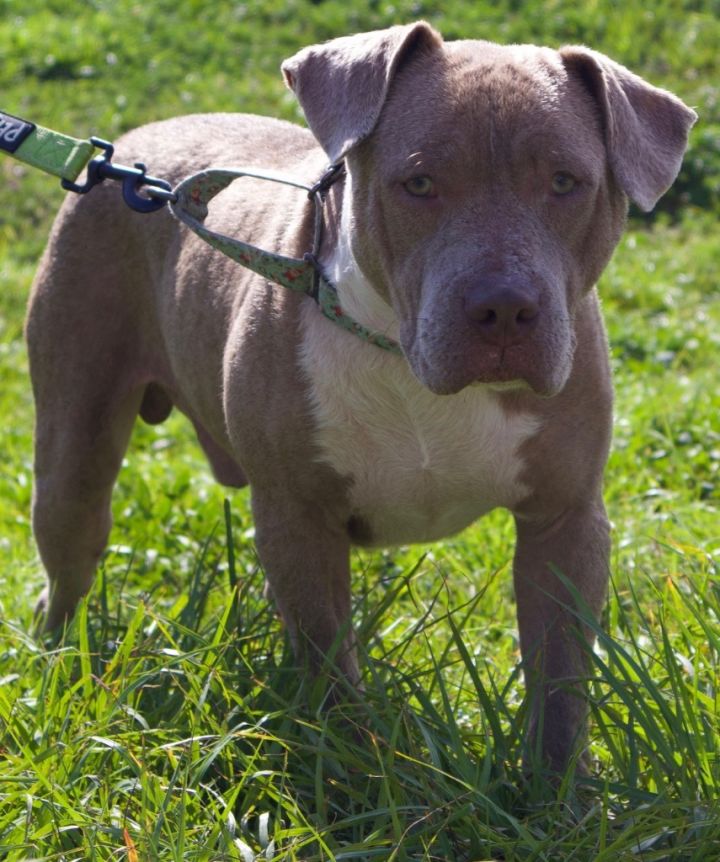Leo-Good boy! 2