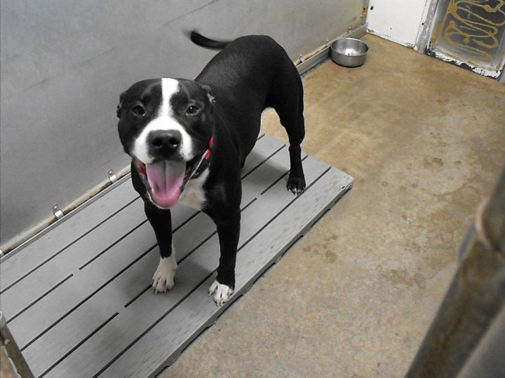 Black gator pitbull hot sale