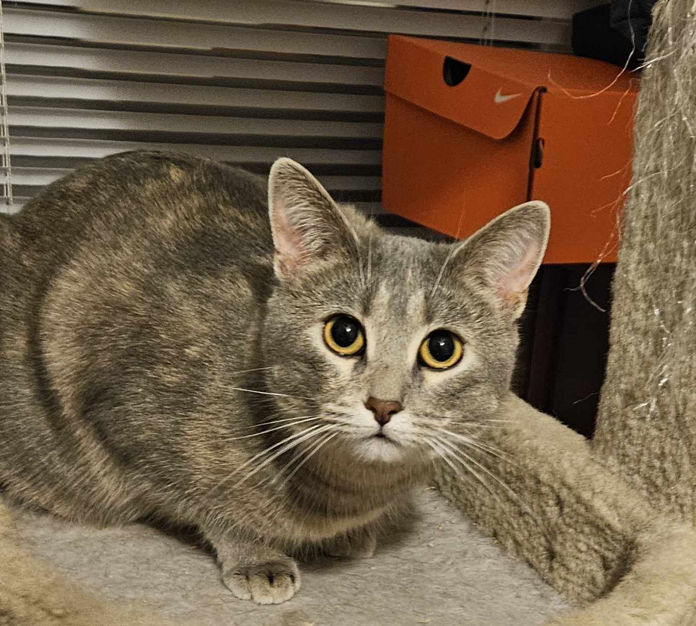 C.J. DF, an adoptable Domestic Short Hair in Council Bluffs, IA, 51501 | Photo Image 2