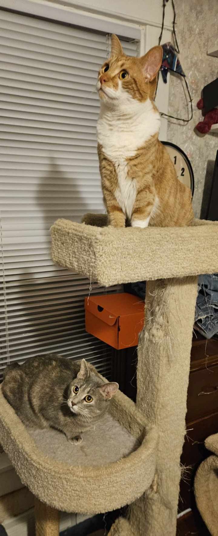 Cat for adoption - C.J. DF, a Domestic Short Hair Mix in