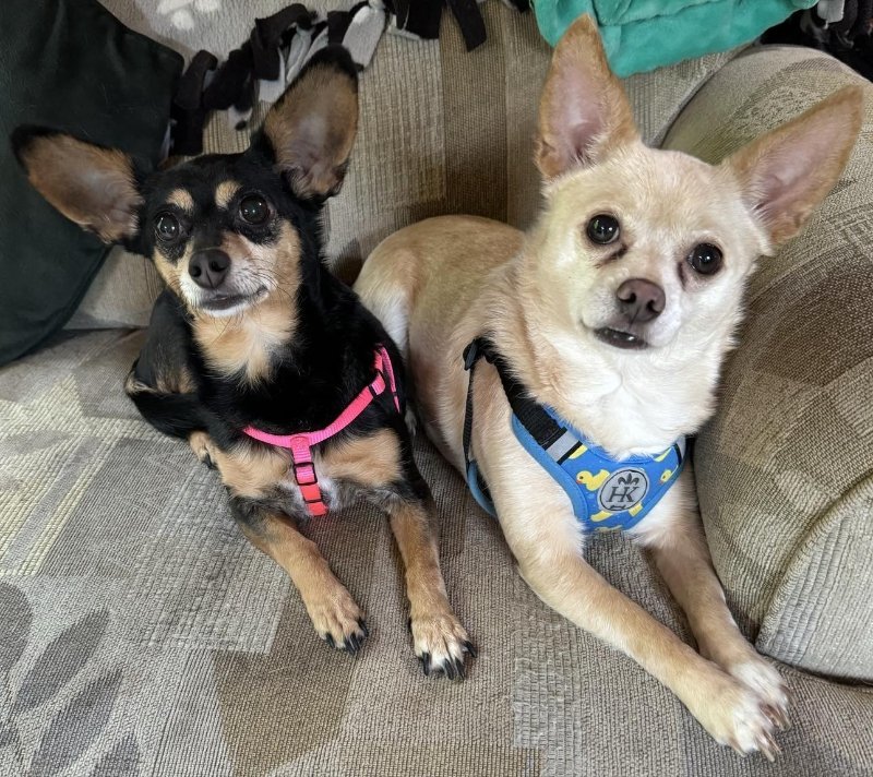 Trixy & Scrappy, an adoptable Chihuahua in Mankato, MN, 56001 | Photo Image 1