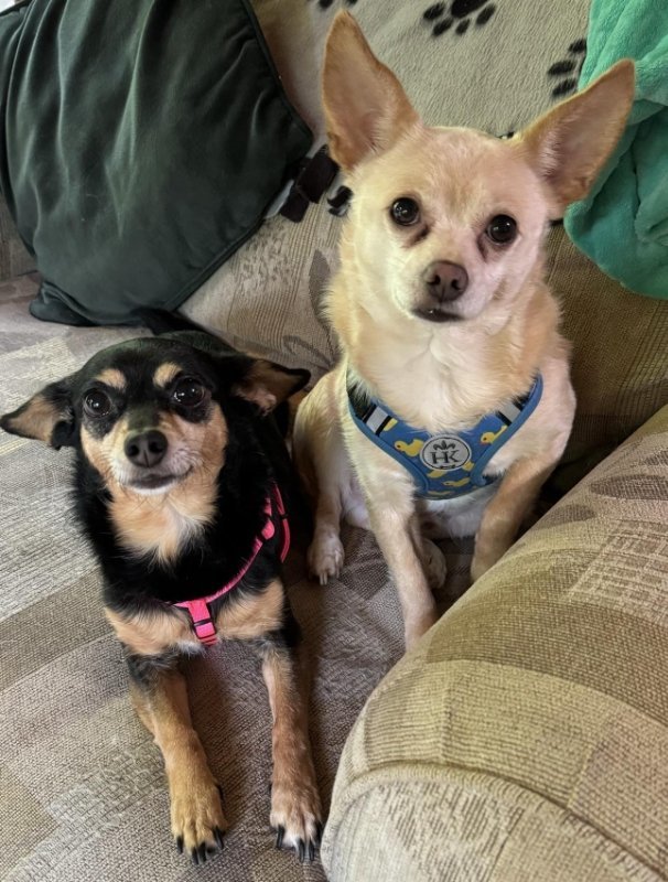 Trixy & Scrappy, an adoptable Chihuahua in Mankato, MN, 56001 | Photo Image 2