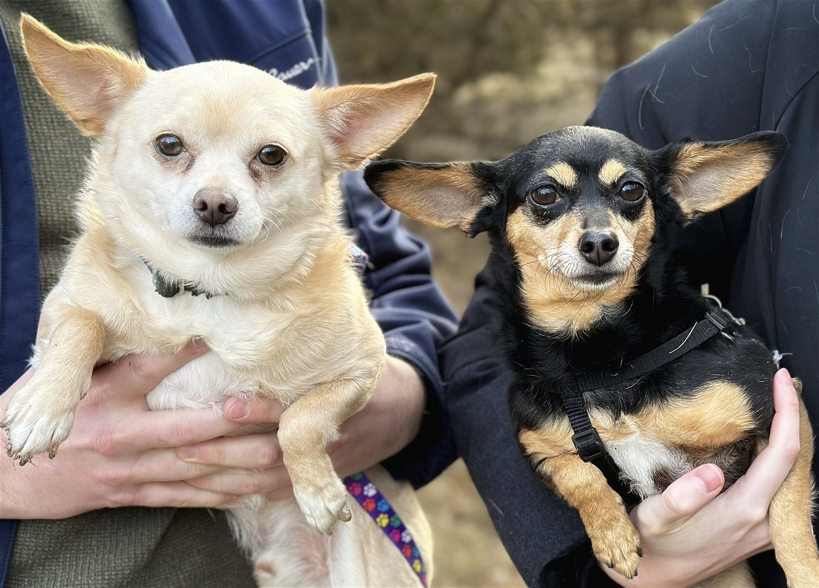 Trixy & Scrappy, an adoptable Chihuahua in Mankato, MN, 56001 | Photo Image 3