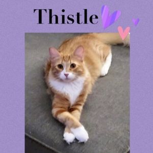 Thistle becomes increasingly cuddly the more she gets to know you and feels comfortable in her surro
