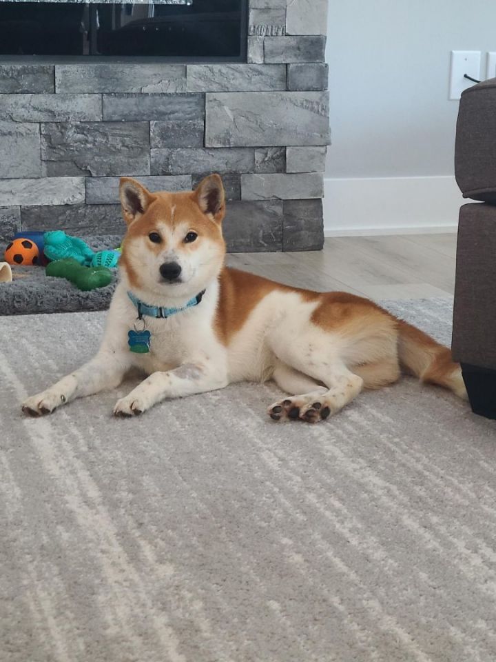 Shiba inu hot sale petfinder