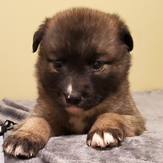 Shepherd akita hot sale corgi mix