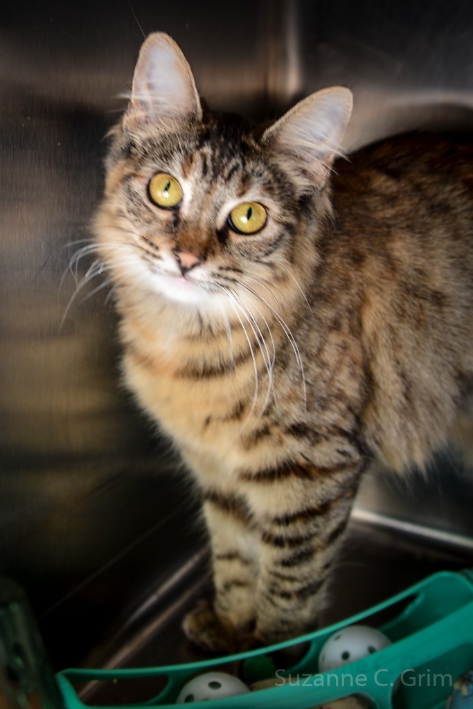 Vieux, an adoptable Burmese in New Orleans, LA, 70123 | Photo Image 1