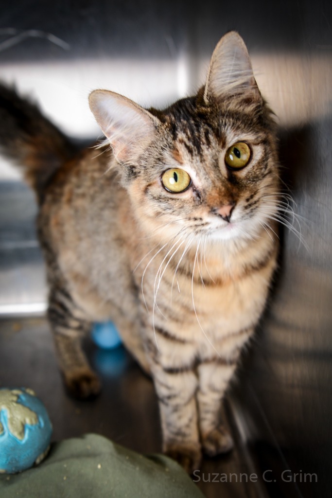 Vieux, an adoptable Burmese in New Orleans, LA, 70123 | Photo Image 3